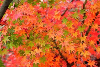 autumn-leaves_00023.jpg